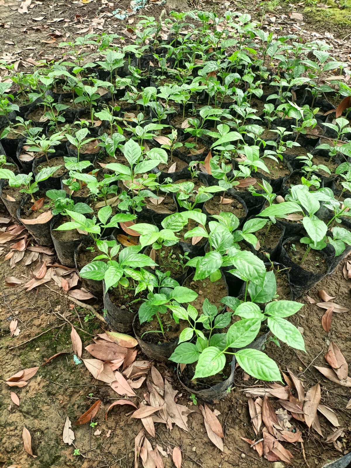 Host plant seedlings raised in polybags at the centre&rsquo;s nursery.