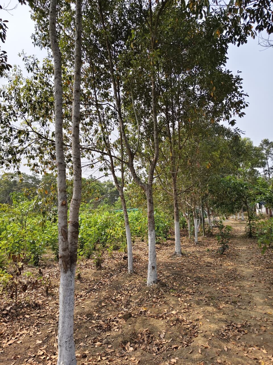 Som plantation at the centre.