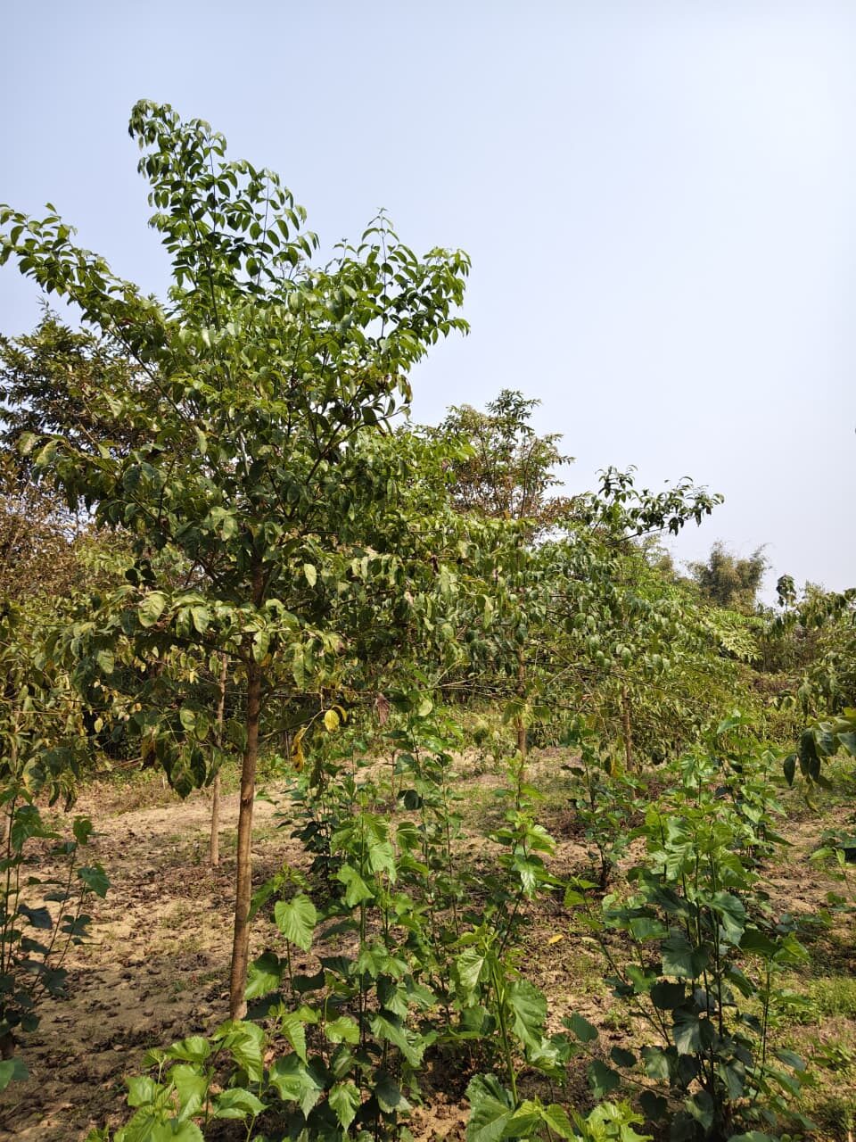 Young som plants in a block plantation.